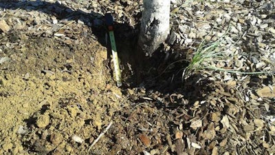 A topmost root planted incorrectly well below grade. Photo: Courtesy of Fred Kapp.