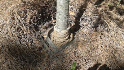 An incorrectly planted tree with straps, basket and burlap in place. Photo: Courtesy of Fred Kapp.