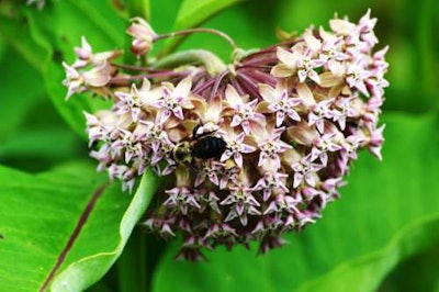 Integrated vegetation management practices allow for natural germination of milkweed and other plants that benefit pollinators. There are 12 million acres of utility rights-of-way in the United States. Photo: Bayer CropScience.