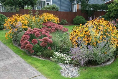 Hardy perennials add a splash of color to this rain garden. Photo: Courtesy of Rain Dog Designs
