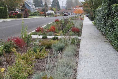 Rain gardens clustered along a residential street protect a nearby river. Photo: Courtesy of Rain Dog Designs.