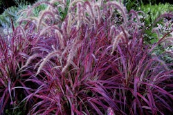 Photo: Courtesy of itsaulplants.com.