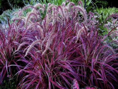 Photo: Courtesy of itsaulplants.com.