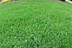 St. Augustine grass.