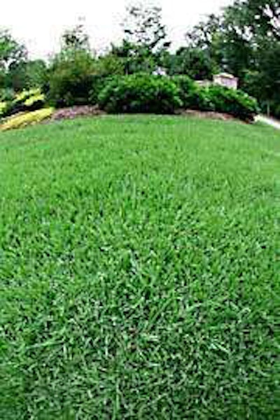 St. Augustine grass.