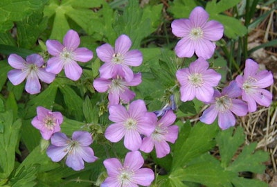 Wild geranium. Photo: wildherb.com.