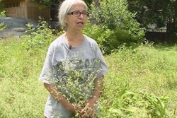 Lupe Cantu stands in her overgrown yard. Photo: KENS 5 Television