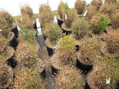 Boxwood blight may not be obvious in its earliest stages, but the disease eventually leads to permanent defoliation. Photo: U.S. Department of Agriculture.