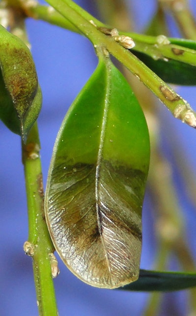 In this shot of the upper side of an infected leaf, the fungal pathogen shows up in a linear pattern. Often the spots appear in concentric circles (as seen below). Photo: Connecticut Agricultural Experiment Station.