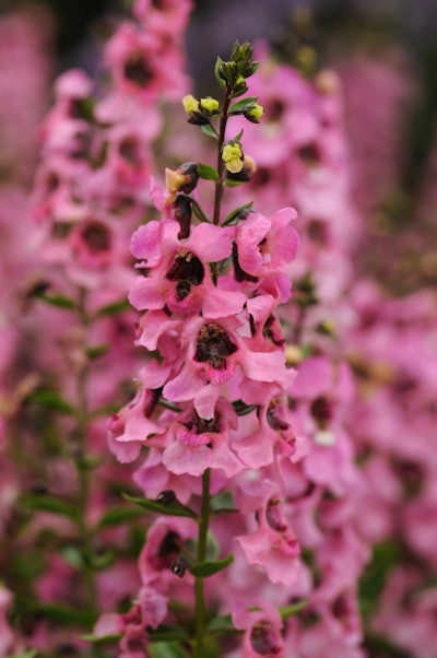 Serenita Angelonia. Photo: Ball Ornamentals.