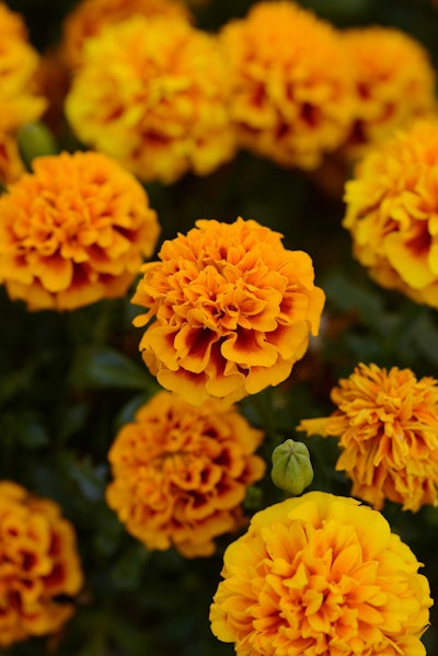 Hot Pak French Marigold. Photo: Ball Ornamentals.