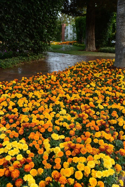 Ball Ornamentals’ sturdy Hot Pak French Marigold (Tagetes patula) is bred for hot climates. Photo: Ball Ornamentals.