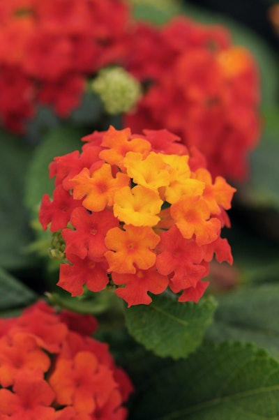 Little Lucky Lantana. Photo: Ball Ornamentals.