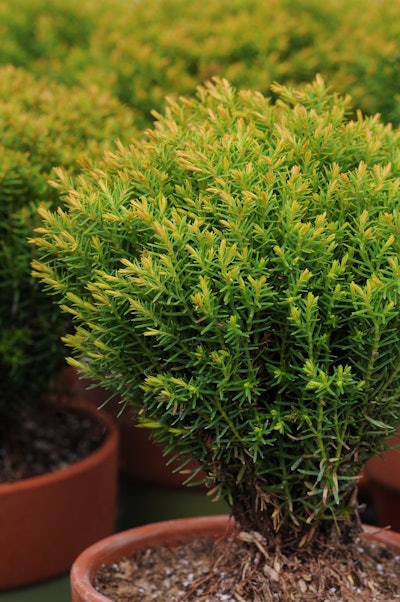 Sienna Sunset Arborvitae. Photo: Ball Ornamentals.