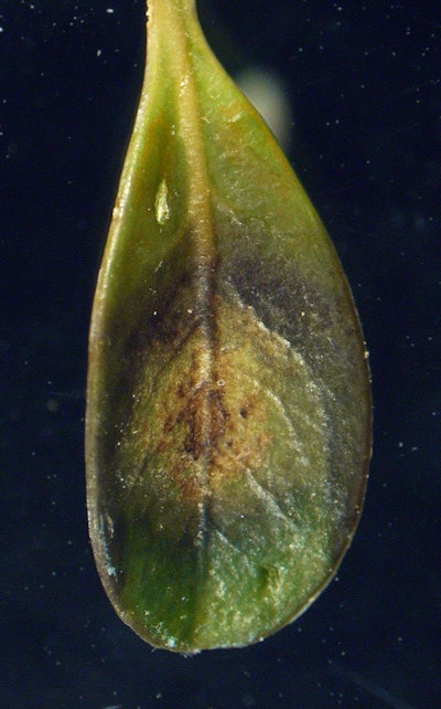 Here the damage to the boxwood leaf appears in spots, which can form a pattern of concentric circles. Photo: Connecticut Agricultural Experiment Station.