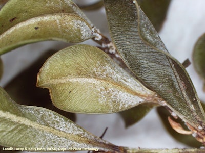 The underside of this infected leaf shows white, fuzzy spore masses (sporodochia); the sticky fungus spreads easily by adhering to tools, boots and clothing. Photo: North Carolina State University.