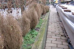 Landscapers should be on the lookout for early signs of blight. At least some telltale signs of the disease most likely were present when these boxwoods were planted. Photo: U.S. Department of Agriculture.