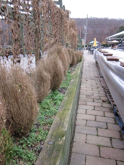 Landscapers should be on the lookout for early signs of blight. At least some telltale signs of the disease most likely were present when these boxwoods were planted. Photo: U.S. Department of Agriculture.