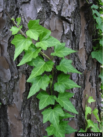English ivy climbs the exterior walls and fences of many an American home. If held in check with regular maintenance, it’s among the more benign varieties of invasive plants. Photo: Chuck Bargeron, University of Georgia.
