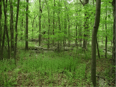 Garlic mustard is typical of a number of invasive species, growing and spreading robustly while undermining the growth, or even the survival, of surrounding plants. Photo: Leslie J. Mehrhoff, University of Connecticut.