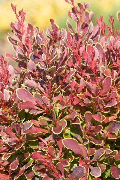 Golden Ruby Barberry. Photo: Richard Shiell for Monrovia.