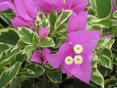 Blueberry Ice Bougainvillea. Photo: Monrovia.