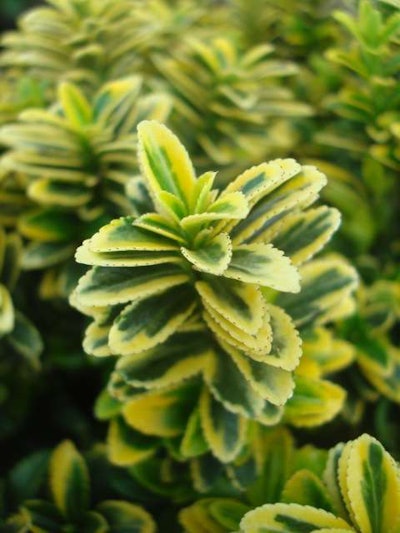Sunny Leaf Boxleaf Euonymus. Photo: Monrovia.