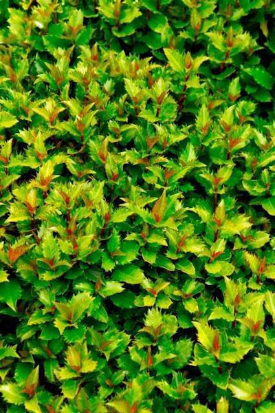 Little Rascal Holly. Photo: Doreen Wynja for Monrovia.