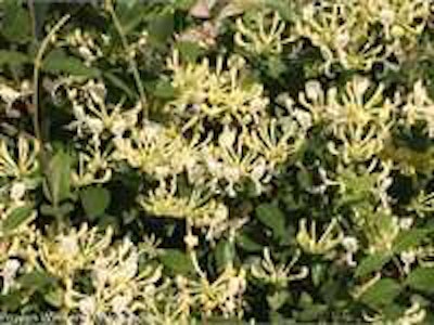 Scentsation Honeysuckle. Photo: Proven Winners.