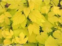 Summer Shandy Hops. Photo: Proven Winners.