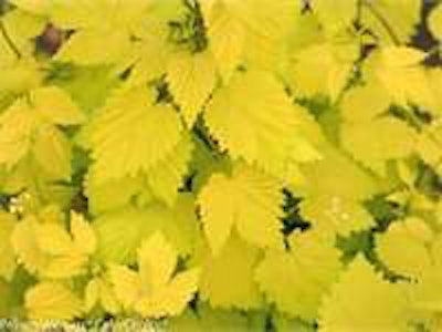 Summer Shandy Hops. Photo: Proven Winners.