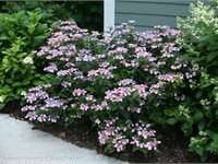 Tiny Tuff Stuff Mountain Hydrangea. Photo: Proven Winners.