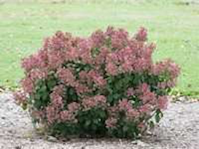 Little Quickfire Hardy Hydrangea. Photo: Proven Winners.