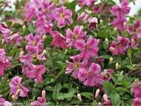 Pink Mink Clematis. Photo: Proven Winners.