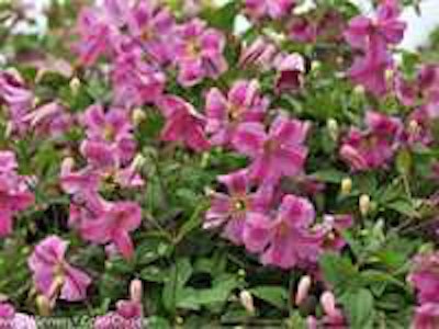 Pink Mink Clematis. Photo: Proven Winners.