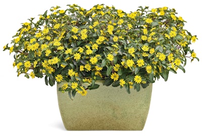Sunbini Creeping Zinnia. Photo: Proven Winners.