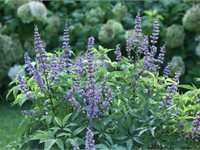 Blue Diddley Chastetree. Photo: Proven Winners.