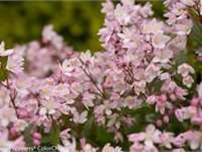 Yuki Cherry Blossom Deutzia. Photo: Proven Winners.