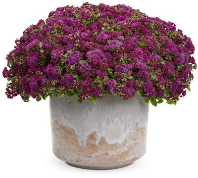 Artist Purple Flossflower. Photo: Proven Winners.