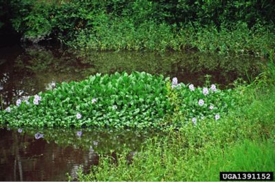 The aesthetic characteristics of the water hyacinth make it a popular addition to backyard ponds, but its seeds can easily spread to surrounding bodies of water, where it’s likely to do far more harm than its beauty can justify. Photo: John D. Byrd, Mississippi State University.