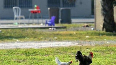 Photo: Taimy Alvarez/Sun Sentinel