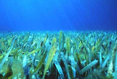 Photo: www.flmnh.ufl.edu