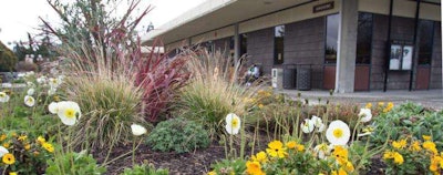 The school’s turf was replaced by drought-tolerant plants. Photo: www.WestValley.edu