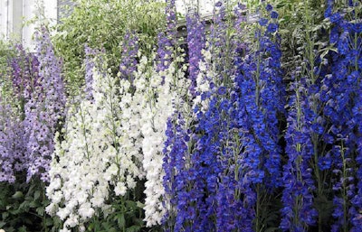 Perennial delphiniums stand tall as fire-resistant plants. Photo: Bob Franklin