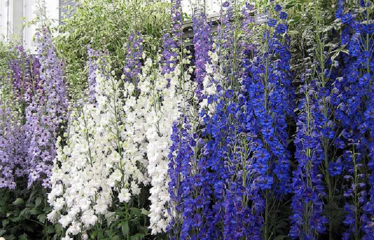 Fireresistant landscapes feature variety of plants Total Landscape Care