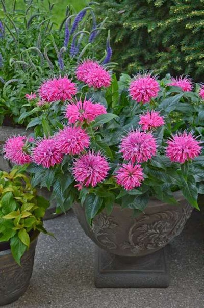 Bee Balm ‘Pardon My Pink’ Photo: Proven Winners