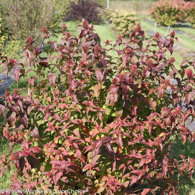 Kodiak Black Bush Photo: Proven Winners