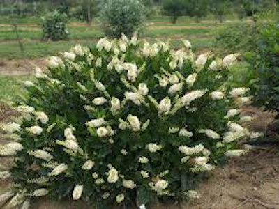 Sugartina ‘Crystalina’ Summersweet Photo: Proven Winners