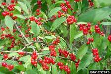 Amur honeysuckle was found to attract and support mosquitoes. Photo: David J. Moorhead, University of Georgia.