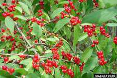 Amur honeysuckle was found to attract and support mosquitoes. Photo: David J. Moorhead, University of Georgia.